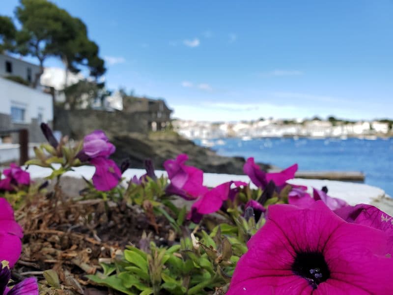 /photos/images/spain cadaques flowers.jpg